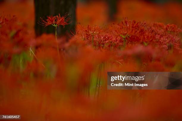 close up of vibrant red higanbana equinox flowers under trees. - amaryllis family stock pictures, royalty-free photos & images