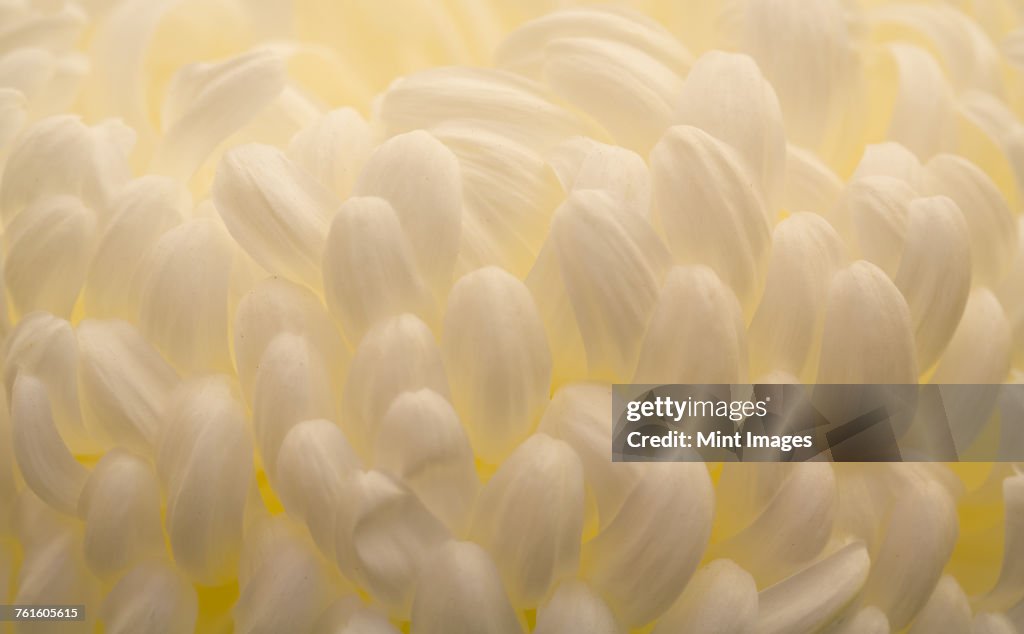 Extreme close up of the curved shaped white flower petals, a Chrysanthemum.