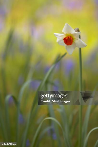 close up of white and orange daffodil. - amaryllis family stock pictures, royalty-free photos & images