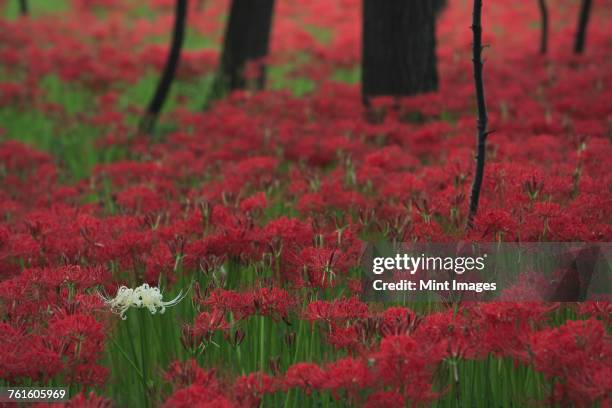 close up of a large clump of vibrant red higanbana equinox flowers under trees. - amaryllis family stock pictures, royalty-free photos & images