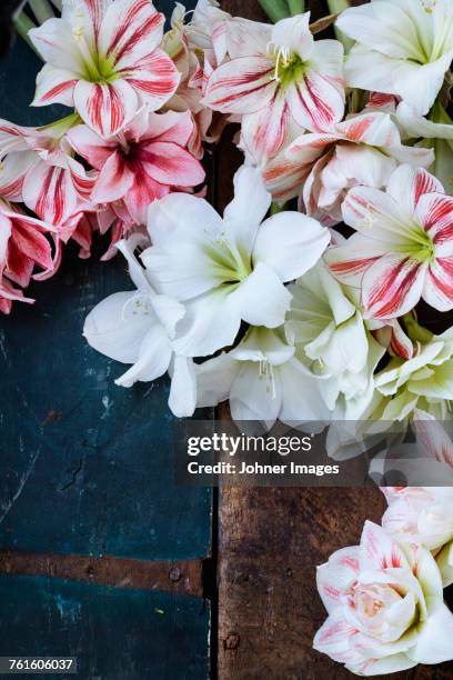 fresh flowers on table - amaryllis stock-fotos und bilder