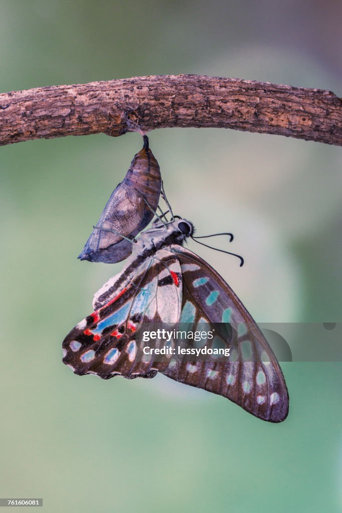 Chrysalis Insect Emerging Butterfly Emerging Chrysalis