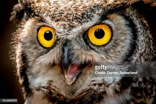 portrait of a great horned owl, british columbia, canada - mocho orelhudo - fotografias e filmes do acervo