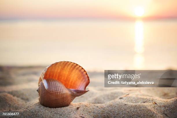 sea shell on beach at sunset - conchiglia foto e immagini stock
