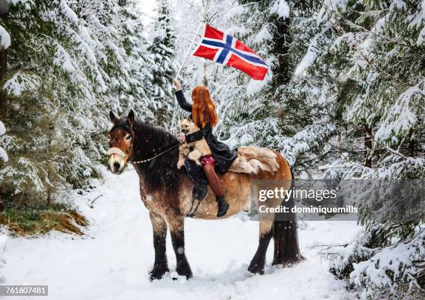 woman sitting on a draft horse with her cairn terrier dog holding a norwegian flag, norway - womens draft ストックフォトと画像