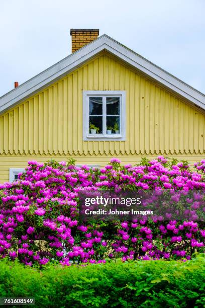 purple blossom in front of house - huis ter heide stockfoto's en -beelden