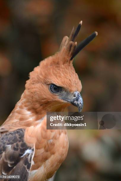 76 Aigle De Java Stock Photos, High-Res Pictures, and Images - Getty Images