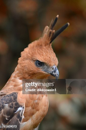 Javan hawk eagle, West Java, Indonesia Javan hawk eagle, West Java, Indonesia