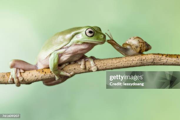 frog and a snail on a branch - animal friends stock pictures, royalty-free photos & images