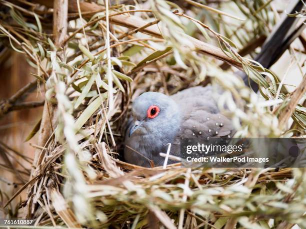 diamond dove (geopelia cuneata) in nest - geopelia cuneata stock pictures, royalty-free photos & images