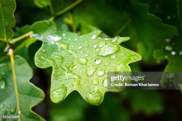 water drop on green oak (quercus) leaf - oaks day stock-fotos und bilder