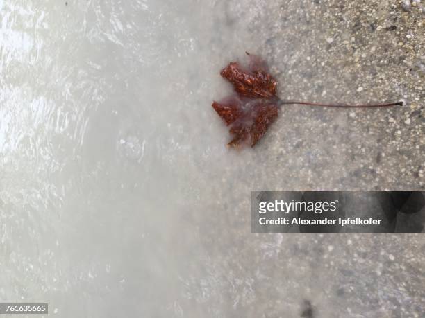 puddles - alexander ipfelkofer stock pictures, royalty-free photos & images