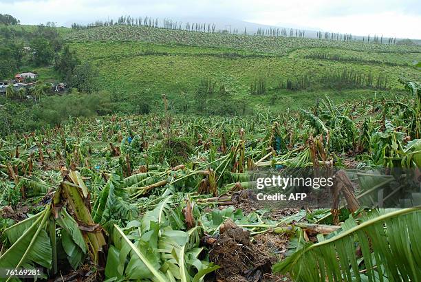 Picture taken 18 August 2007 shows fallen banana trees outside of Fort-de-France, in the French Carribean island's of Martinique after the hurricane...