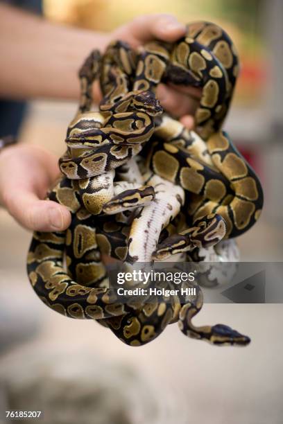 674 Ball Python Stock Photos, High-Res Pictures, and Images - Getty Images