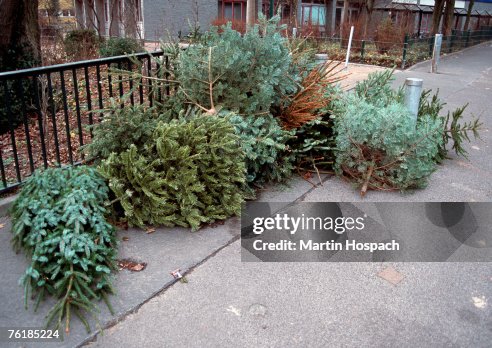 Old Christmas trees abandoned on a sidewalk Old Christmas trees abandoned on a sidewalk