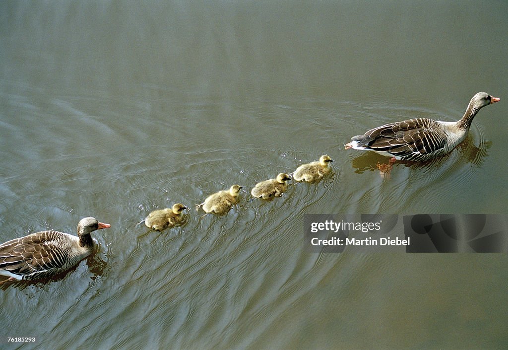 A family of ducks swimming in a line