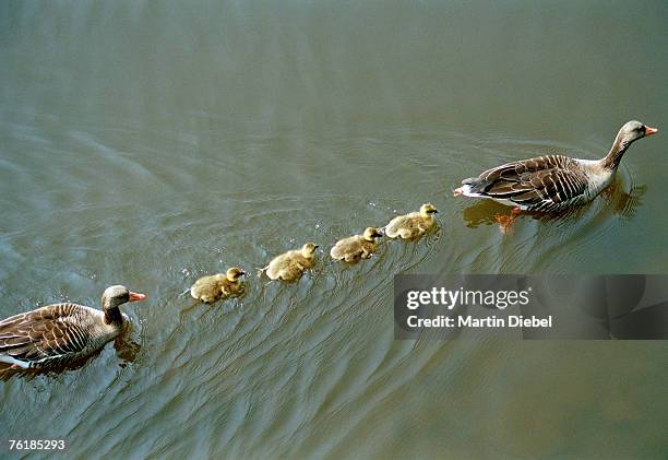 a family of ducks swimming in a line - duckling stockfoto's en -beelden