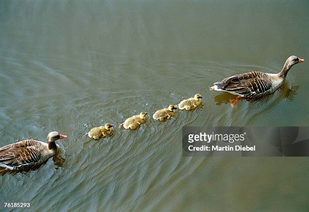 a family of ducks swimming in a line - ducks following stock pictures, royalty-free photos & images