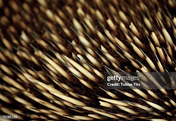 close up of an echidna's bristles - borste stock-fotos und bilder