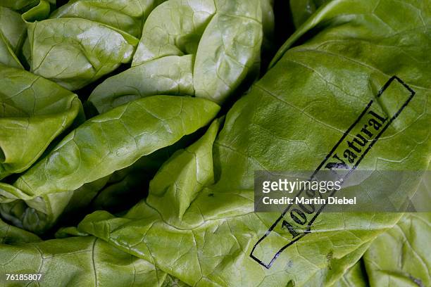 butter lettuce stamped '100% natural' - boston lettuce stock pictures, royalty-free photos & images