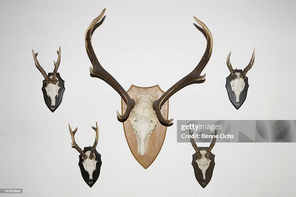 Animal skulls and antlers on a wall