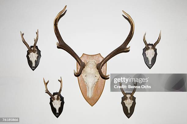 animal skulls and antlers on a wall - taxidermy bildbanksfoton och bilder