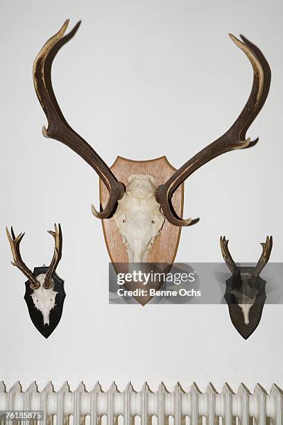 animal skulls and antlers on a wall - jagdtrophäe stock-fotos und bilder