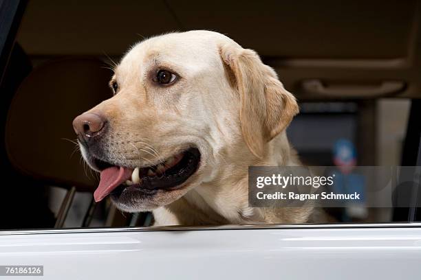 a golden labrador at an open car window - yellow labrador retriever stock pictures, royalty-free photos & images