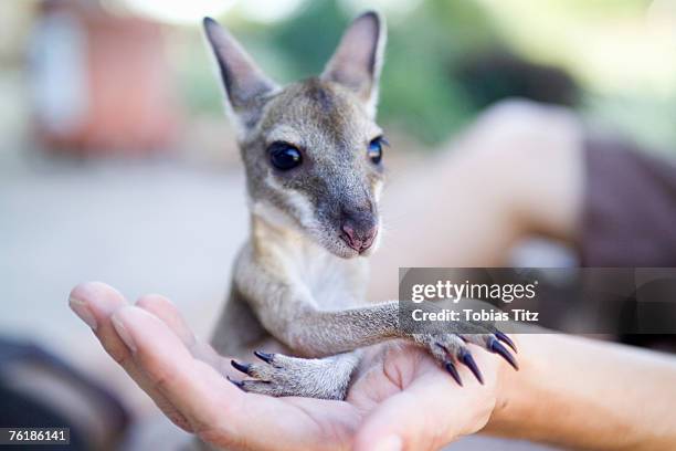 a person holding a joey - jungkänguruh stock-fotos und bilder