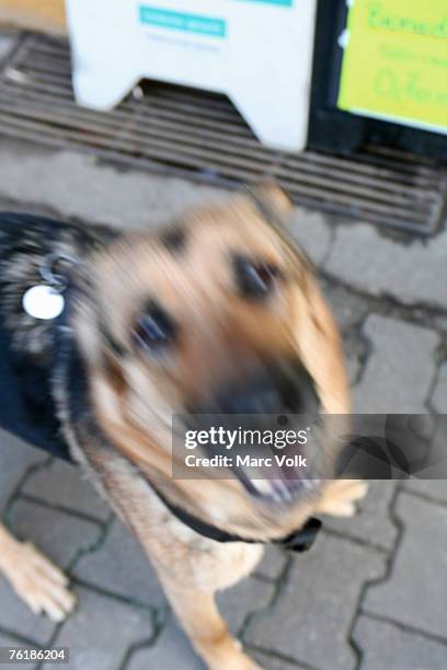 a german shepherd barking - german shepherd bark stock pictures, royalty-free photos & images