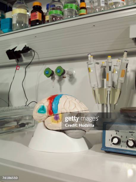 Lab Class Model Brain Plastic Brain Model Photos and Premium High Res Pictures - Getty Images