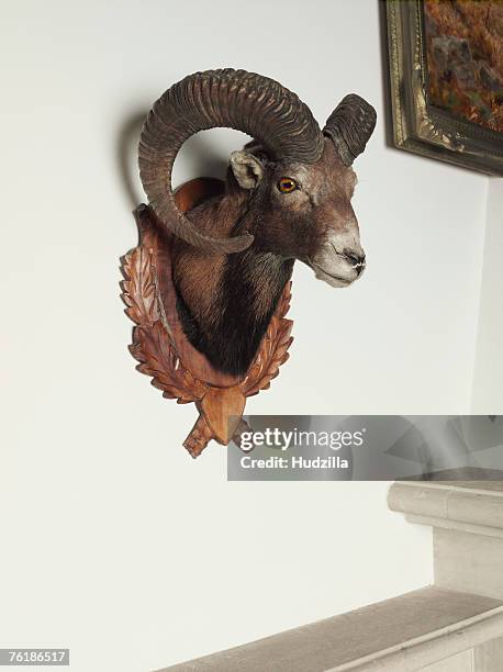 a stuffed goat's head on a wall - trophy wall stock pictures, royalty-free photos & images