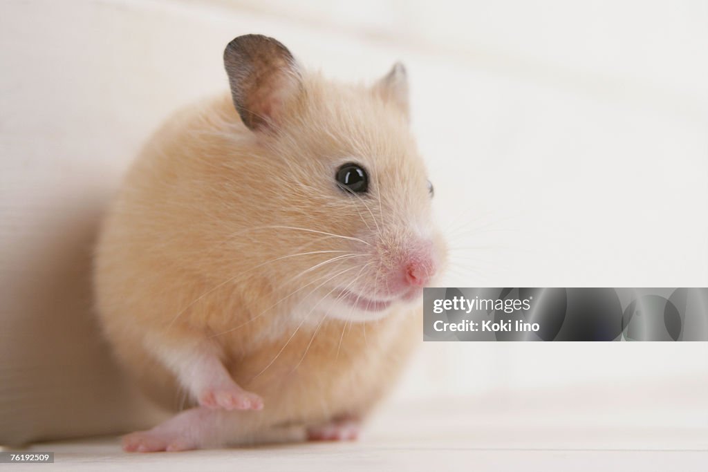 Golden hamster