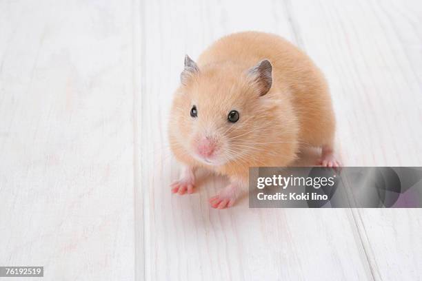 golden hamster - golden hamster stock pictures, royalty-free photos & images