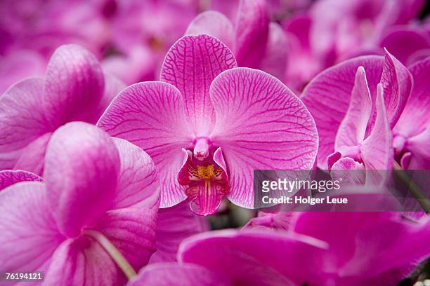 orchid ( orchidaceae) at flower market, kowloon, hong kong, china, north-east asia - orchids of asia - fotografias e filmes do acervo