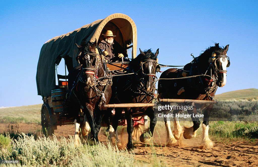 Mormon man driving horse carriage, Mormon Pioneer Wagon Train to Utah, near South Pass, Wyoming, United States of America, North America