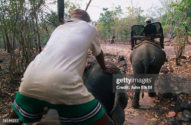 men driving elephants for ride, bolaven plateau, champasak, laos, south-east asia - meseta de bolaven fotografías e imágenes de stock