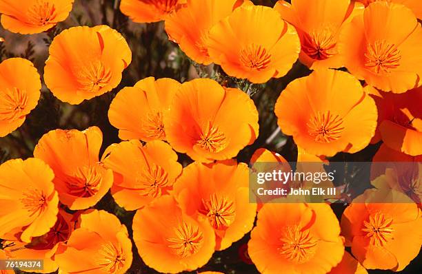 california poppy reserve, antelope valley, california, united states of america, north america - estambre fotografías e imágenes de stock