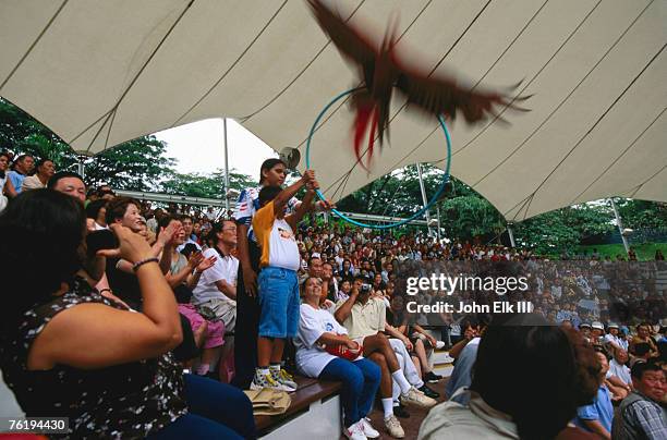 crowd at jurong bird park bird show, singapore, south-east asia - jurong bird park bildbanksfoton och bilder