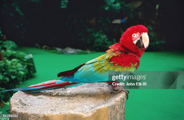 colourful parrot at jurong bird park, singapore, south-east asia - jurong bird park stock pictures, royalty-free photos & images