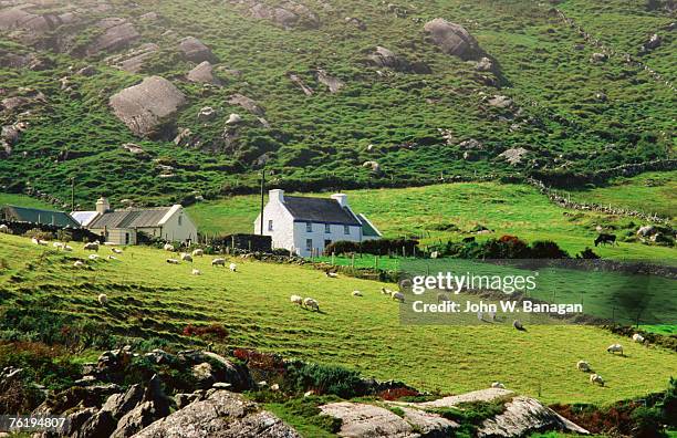 sheep grazing near farmhouses, munster, ireland, europe - cow and sheep stock pictures, royalty-free photos & images