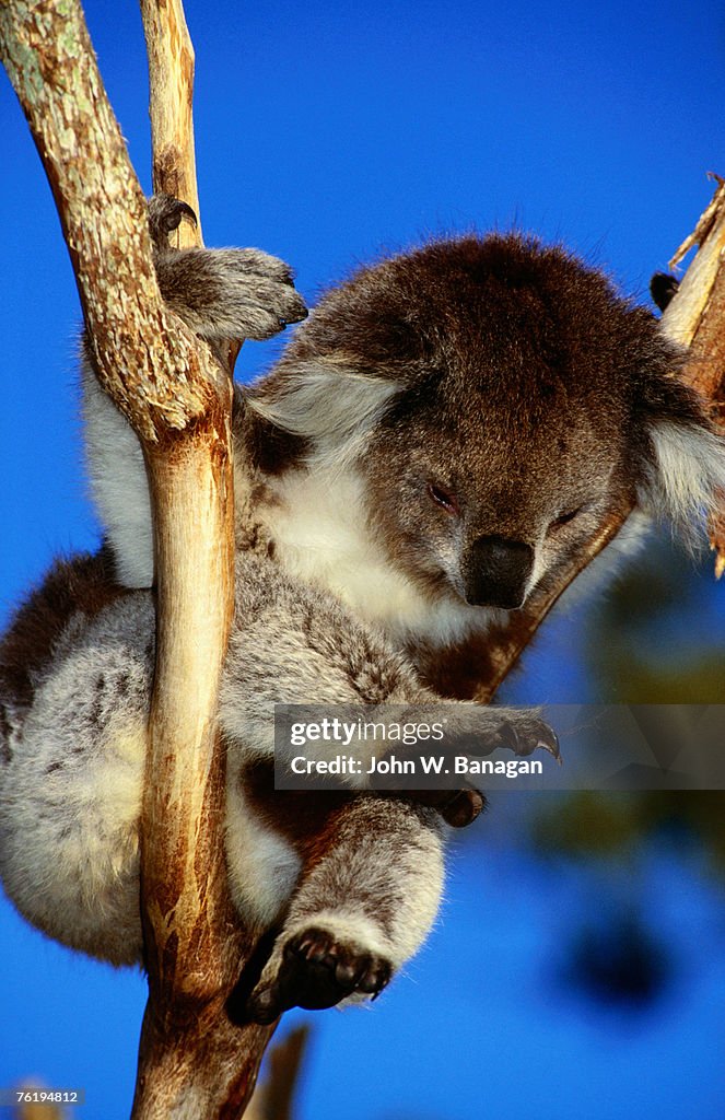 Koala in tree at Healesville Sanctuary, Healesville, Victoria, Australia, Australasia