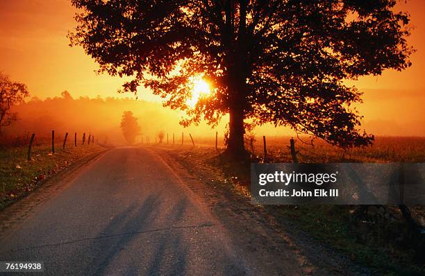 tree and road at sunrise, cades cove, great smoky mountains national park, tennessee, united states of america, north america - cades stock pictures, royalty-free photos & images