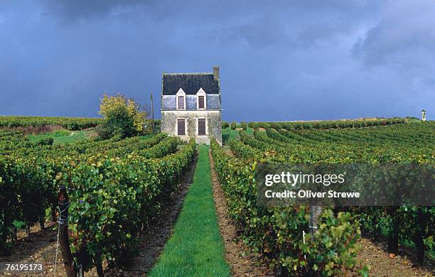 house in a vineyard, loire valley, chinon, centre, france, europe - loire valley stock pictures, royalty-free photos & images