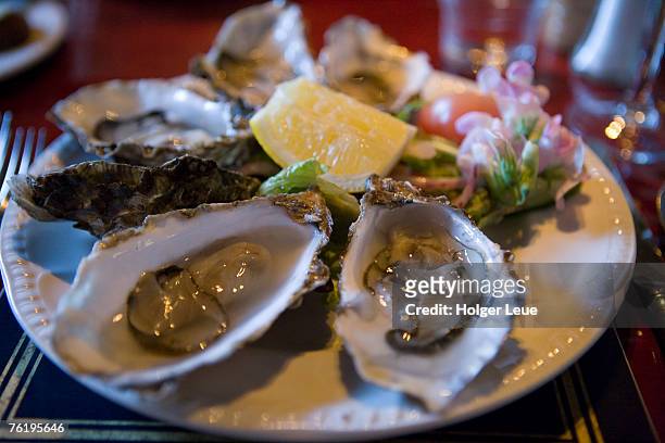 plate full of oysters, quay cottage seafood restaurant. - mollusk fotografías e imágenes de stock