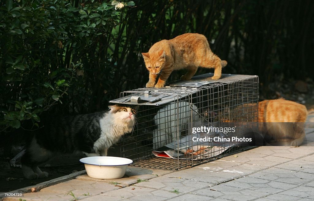 Community Residents Sent Stray Cats To Be Sterilized In Beijing
