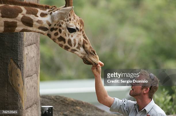 Zoo keeper feeds the newest member of Taronga's Giraffe herd 'Jimiyu' during her arrival at Sydney's Taronga Zoo on August 22, 2007 in Sydney,...