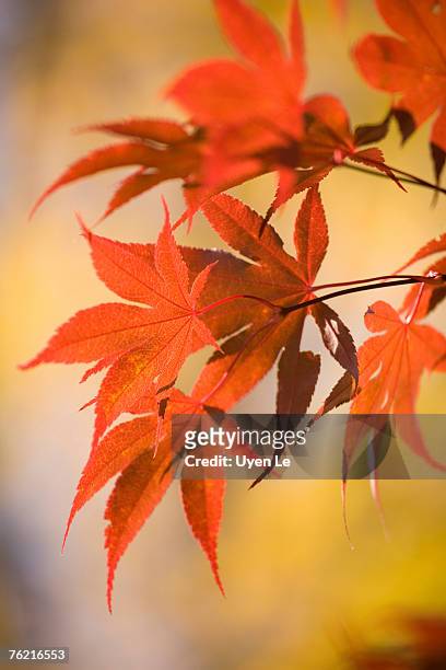 close-up of red japanese maple leaves in autumn.  sturbridge, massachussetts, usa. - sturbridge stock pictures, royalty-free photos & images