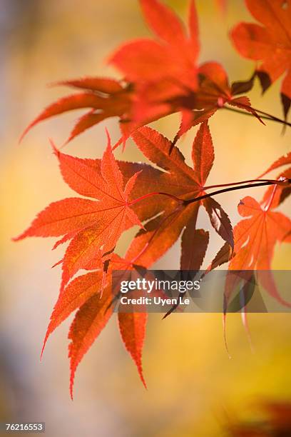 close-up of red japanese maple leaves in autumn.  sturbridge, massachussetts, usa. - sturbridge - fotografias e filmes do acervo