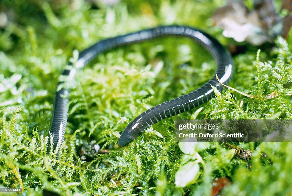 Caecilian, West Africa